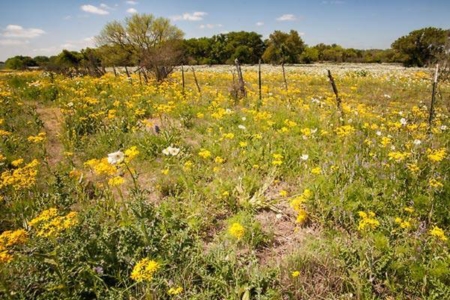 Roadside wildflowers - Texas Hill Country