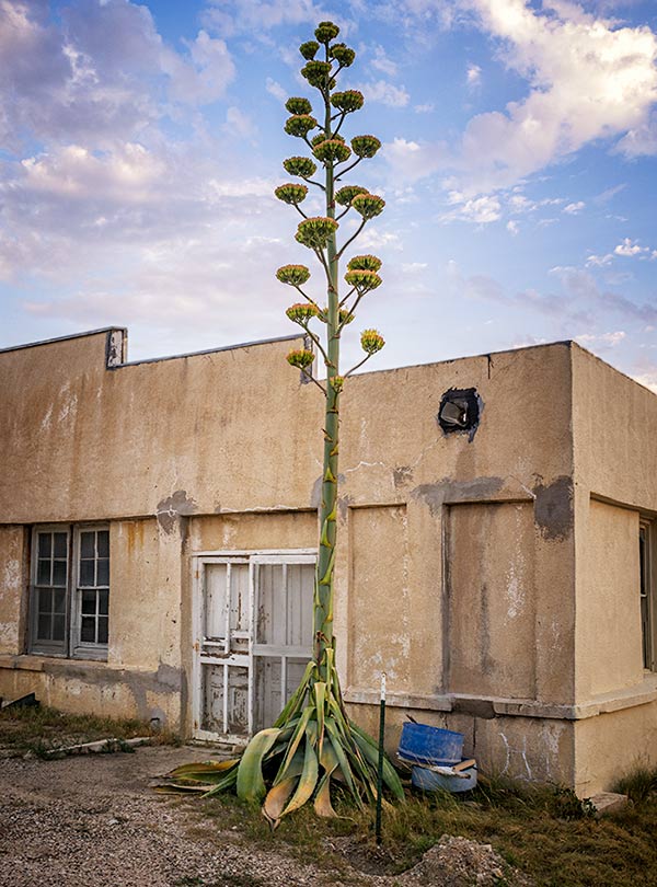 Agave in Bloom - Dryden, Texas