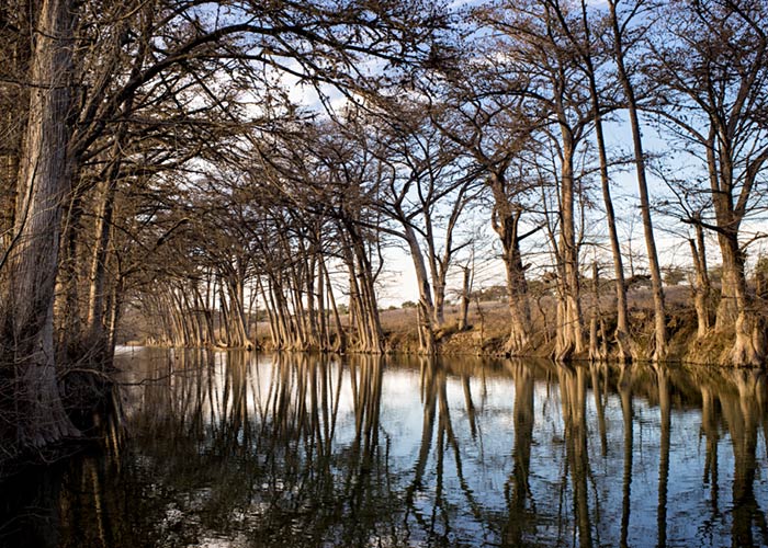 Cypress Trees, Medina River - Central Texas Hill Country