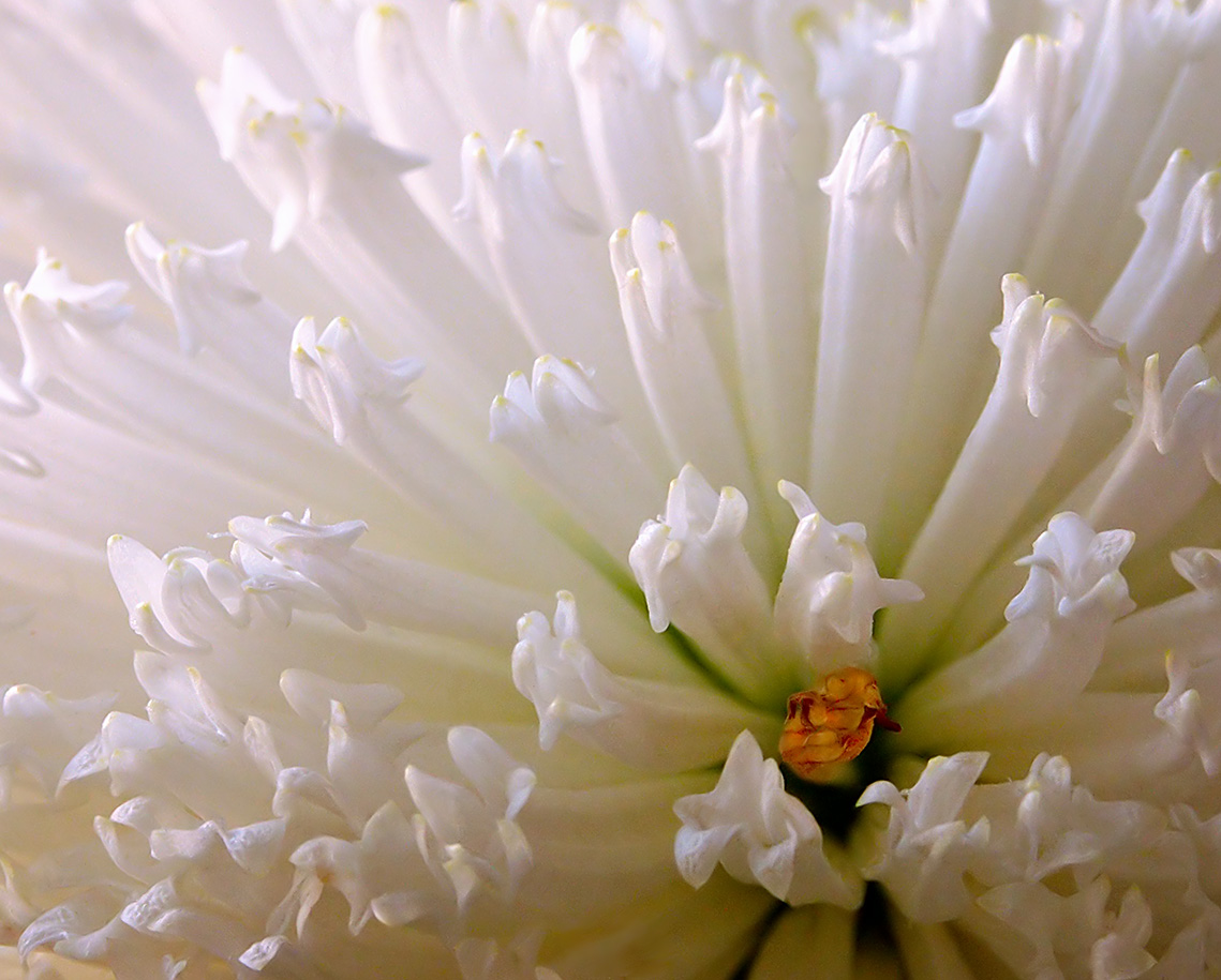 Flower close-up - Minolta 7i