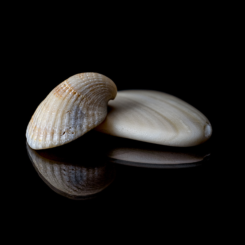 Close-up shells 1